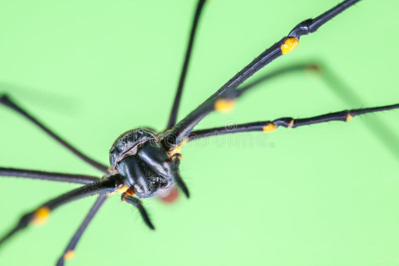 The golden silk orbweaver stock image. Image of dangerous 60050157