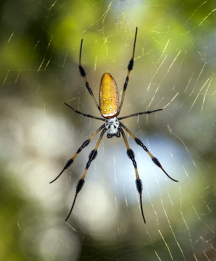 Golden Silk Orb-weavers (genus Nephila) Stock Photo - Image of wood