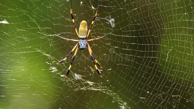Golden silk spider in a web