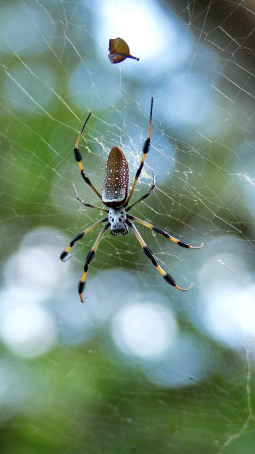 Golden Silk Spider in a Web Stock Image - Image of park, clavipes