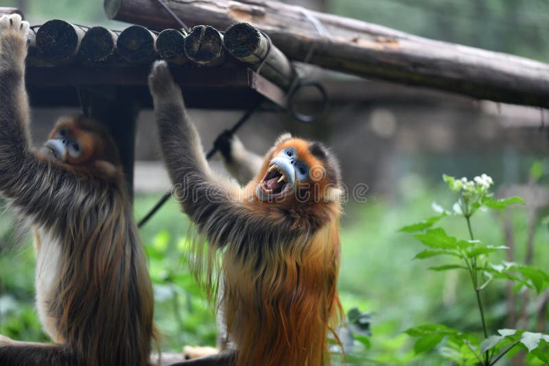Golden snub nosed monkey head and shoulders portrait of fotografie stock libere da diritti