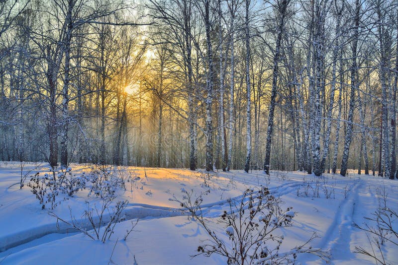 Golden Sunbeams of Winter Sunset in the snowy birch forest