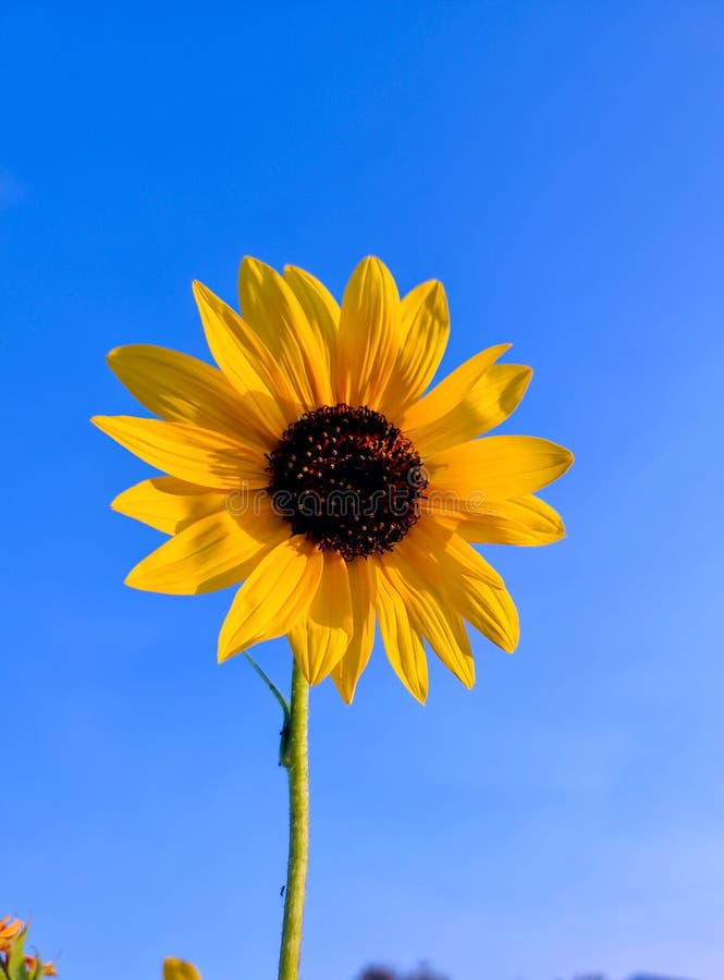 Golden Sunflower Facing the Sun. Stock Photo - Image of blue, sunflower ...