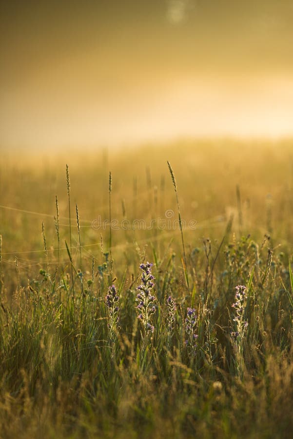 Golden Sunny Misty Morning on the Meadow in the Village