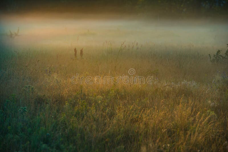 Golden Sunny Misty Morning on the Meadow in the Village