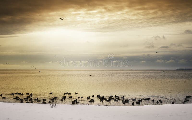 Peaceful seascape after a snowstorm at dawn with seagulls flying and ducks gathering for food at the Cape Cod seashore in February. Peaceful seascape after a snowstorm at dawn with seagulls flying and ducks gathering for food at the Cape Cod seashore in February