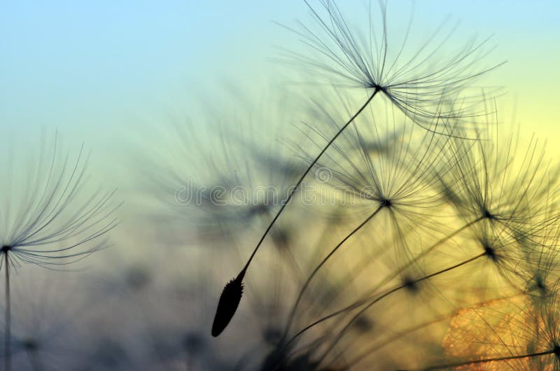 Golden sunset and dandelion