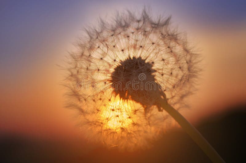 Golden sunset and dandelion