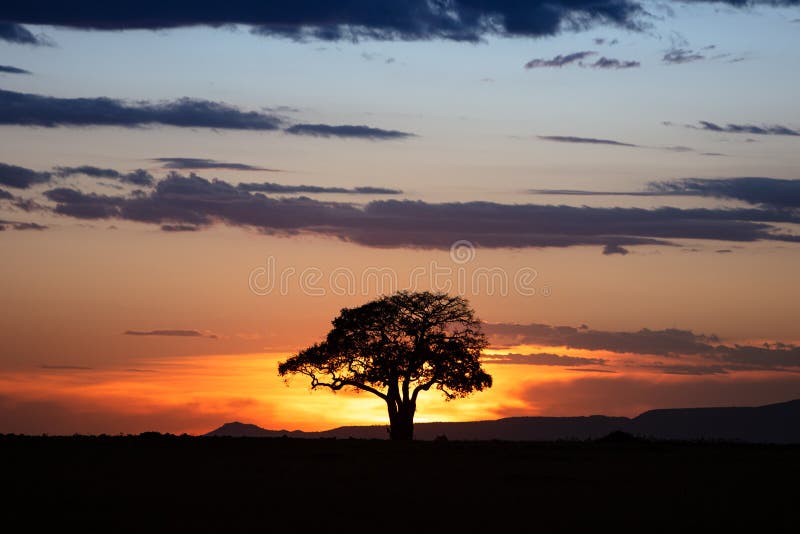 Golden Sunset in Kenya Africa Stock Photo - Image of shadow, daytime