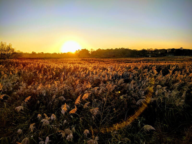 Golden sunset over marsh grasses royalty free stock photography Golden sunset over marsh grasses royalty free stock photography