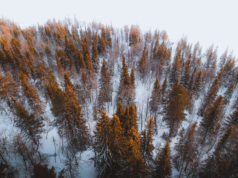 Amanecer través de árboles en Bosque sobre el, Noruega.