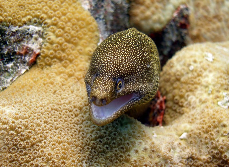 Golden Tail Moray Eel stock photo. Image of single, ocean - 11096310