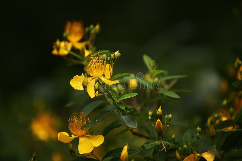 Hypericum stock image Hypericum stock image