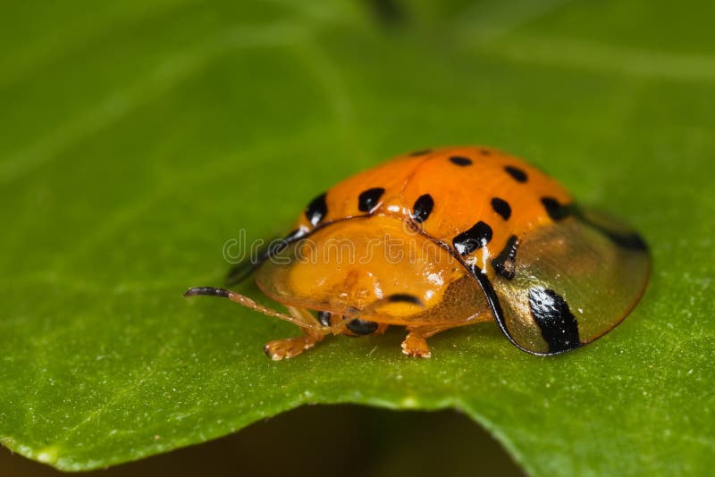 Golden tortoise beetle