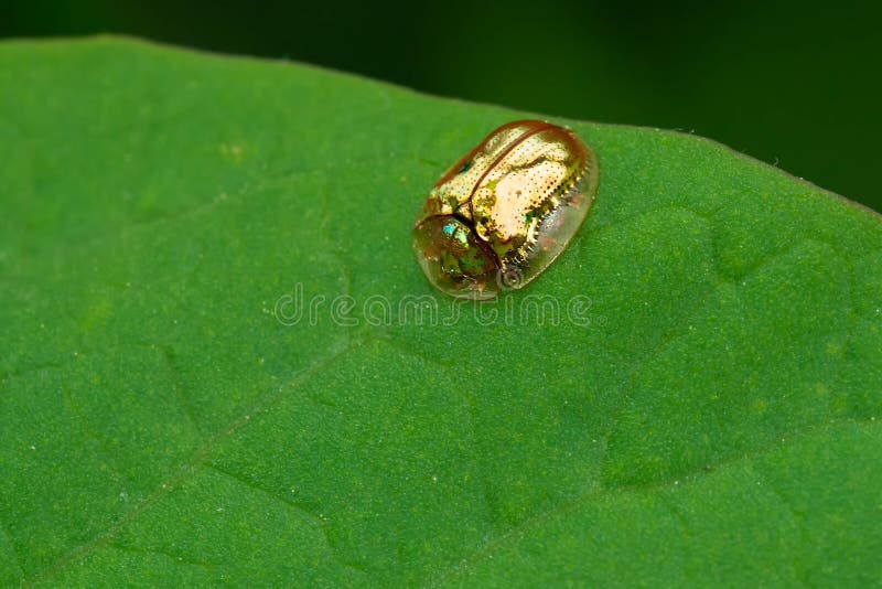 Golden Tortoise Beetle - Charidotella sexpunctata