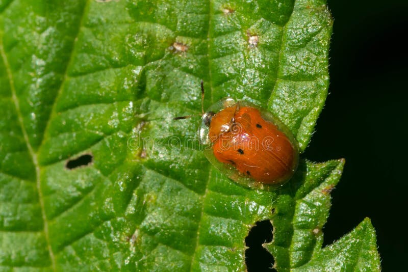 Golden Tortoise Beetle - Charidotella sexpunctata