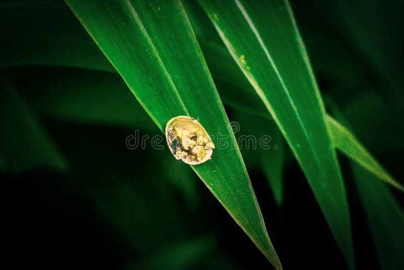 Golden Tortoise Beetle (Charidotella sexpunctata)