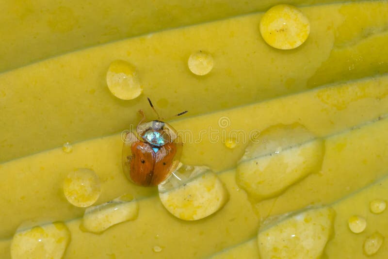 Golden Tortoise Beetle - Charidotella sexpunctata