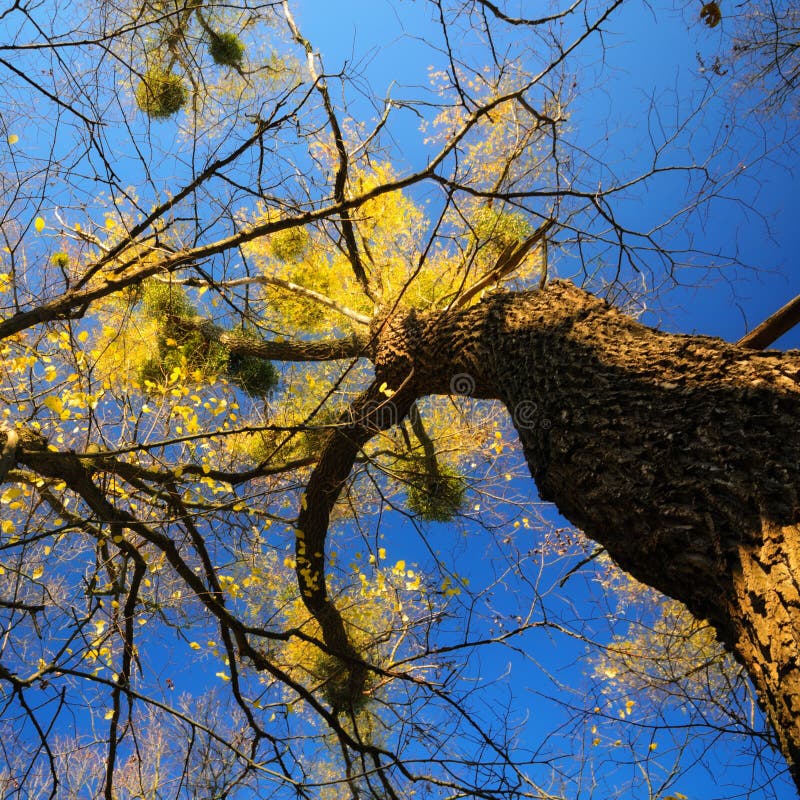 Golden Tree stock image Golden Tree stock image