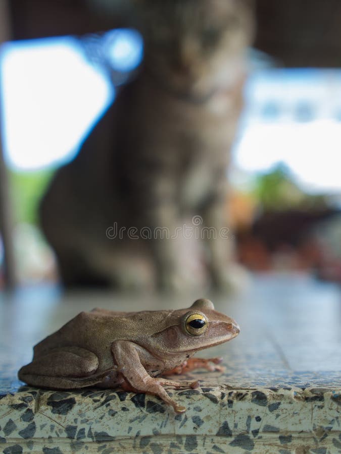 Golden Tree Frog Sitting behind The Tabby Cat