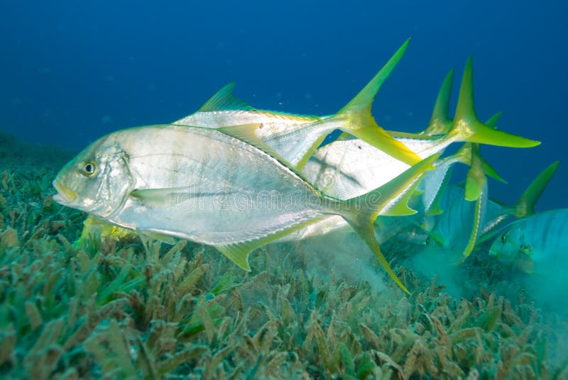 Golden trevally swimming over sea grass