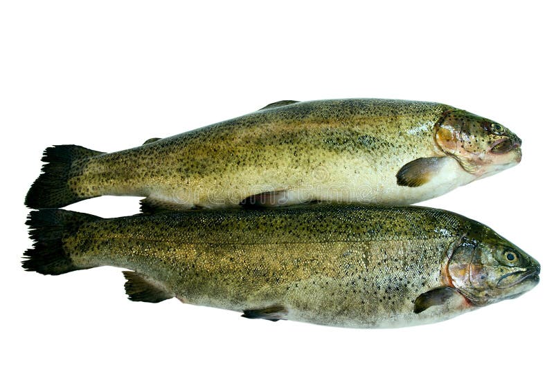 Golden trout stock photo. Image of protein, diet, gourmet 9676424