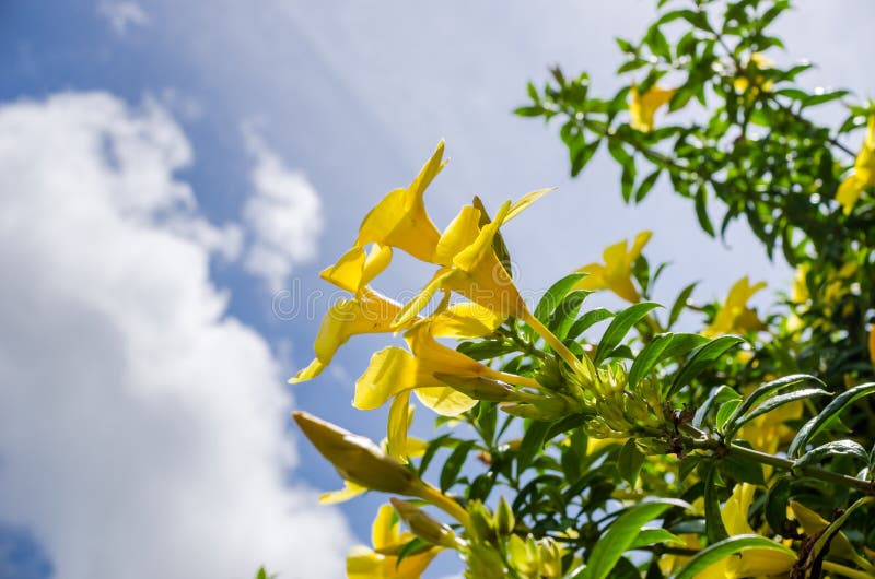 Golden Trumpet flower or Allamanda cathartica