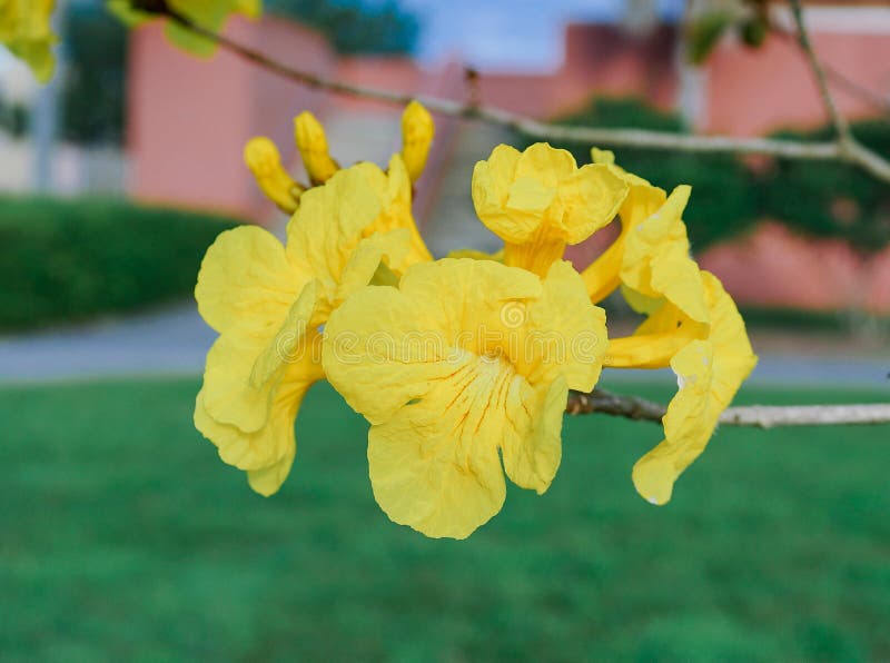 Golden Trumpet Flower stock photo. Image of blossom 174815040