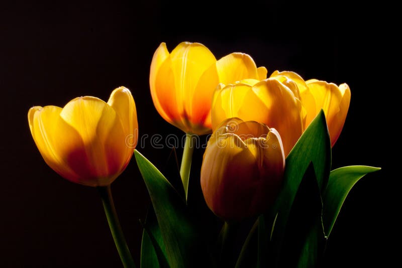 Golden tulips stock photo. Image of season, beauty, gold 19044184