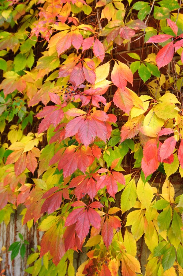 Golden Vine stock image. Image of autumn, leafs, colorful - 10850347