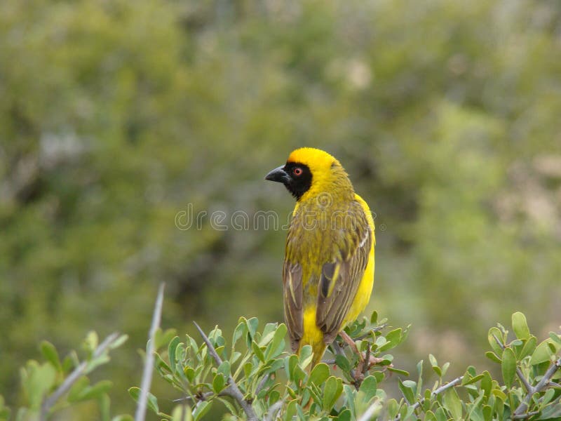 Golden Weaver royalty free stock photos