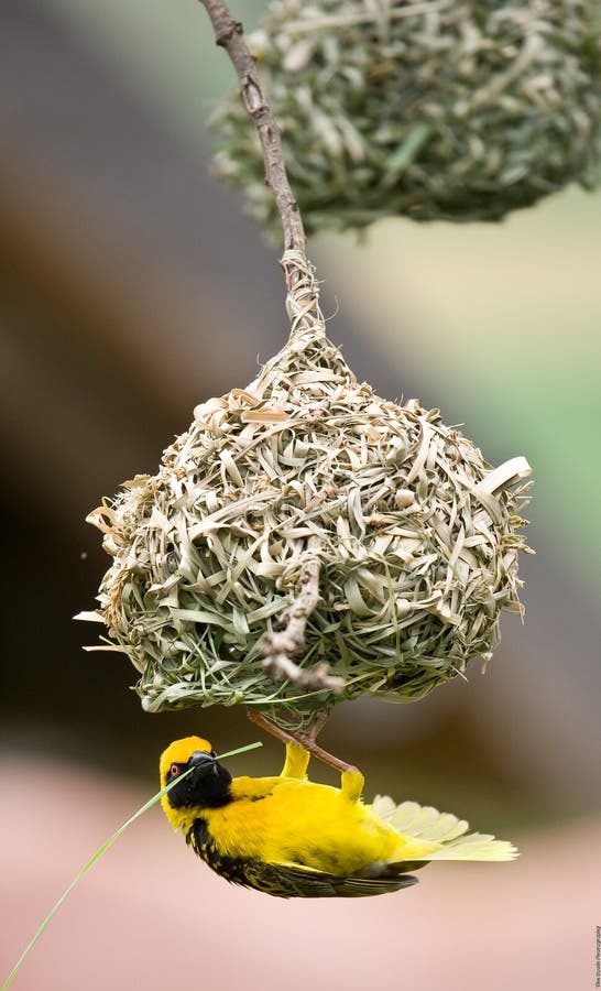 Golden weaver bird building nest stock image