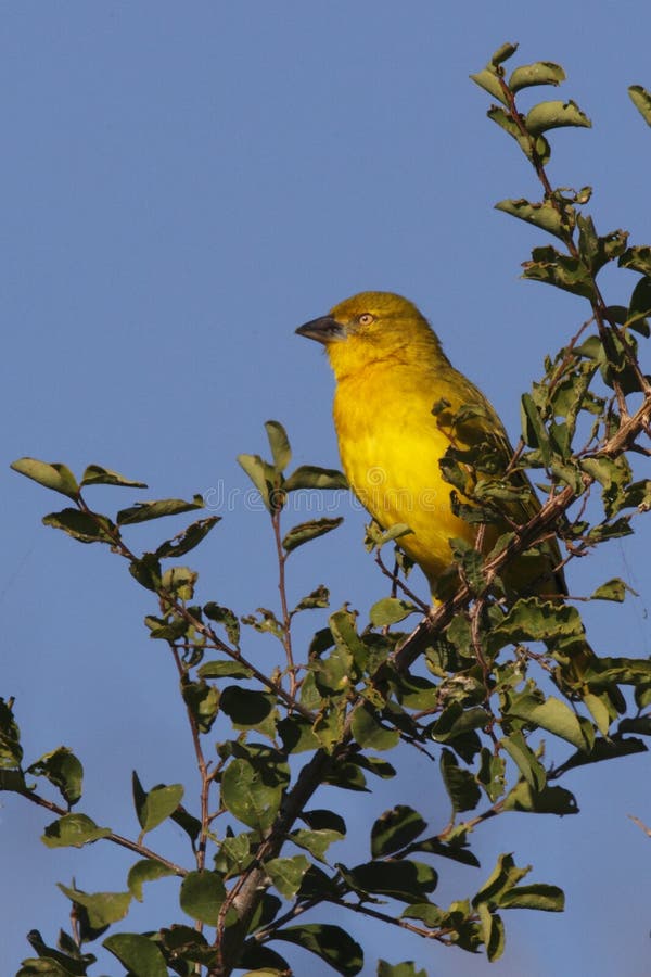 Golden Weaver - Botswana stock photography