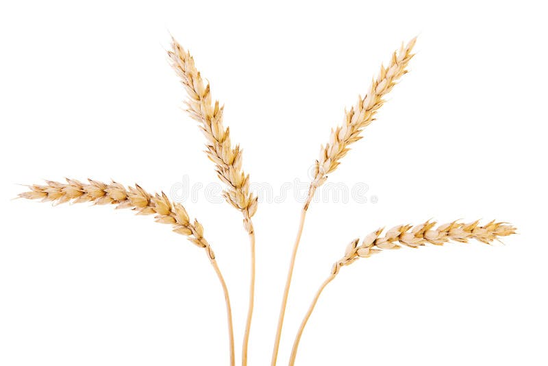 Golden wheat