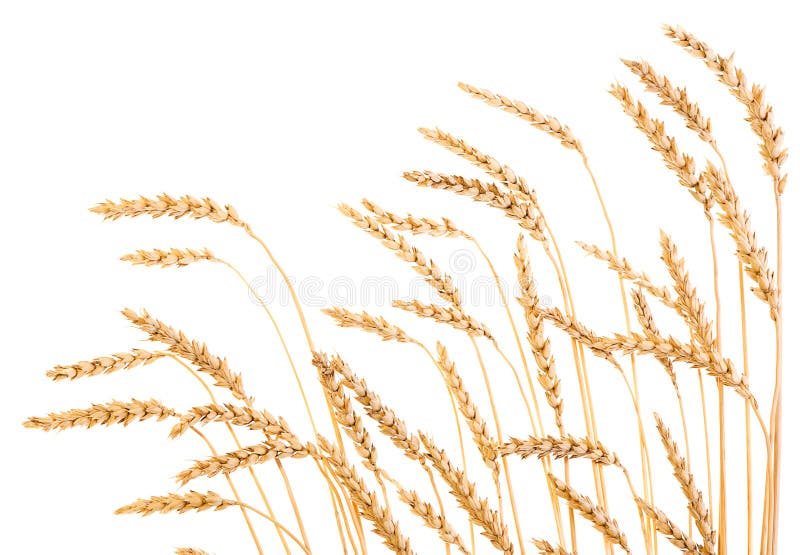 Golden wheat