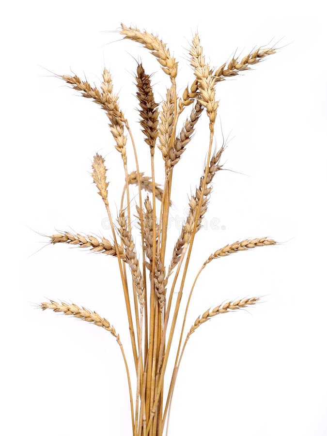 Golden wheat stock image
