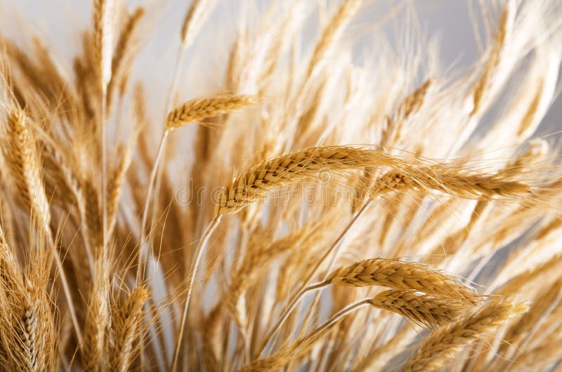 Golden wheat stock images