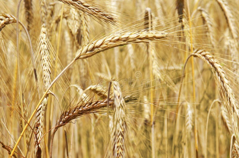 Golden Wheat stock images