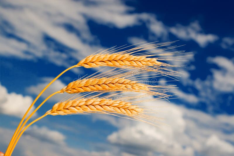 Golden wheat stock photos