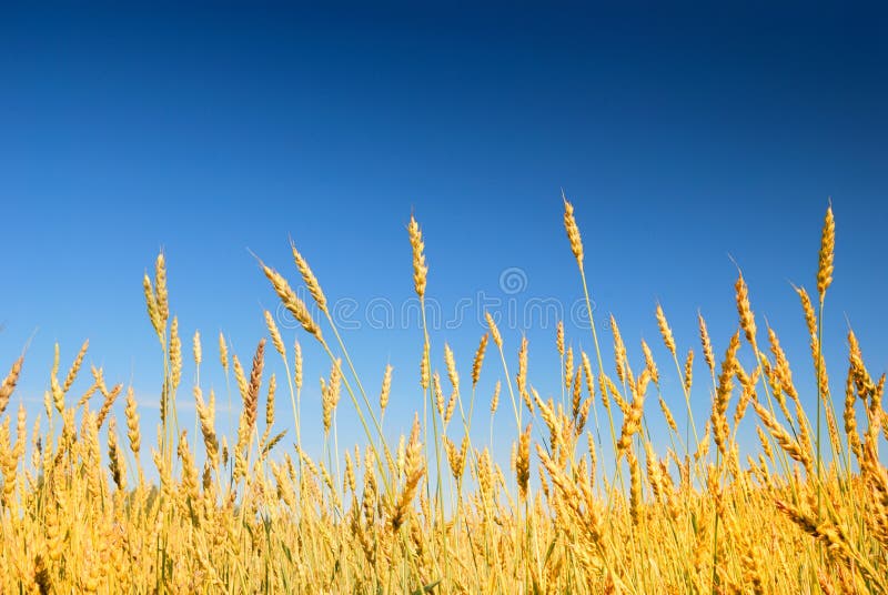 Golden wheat in the blue sky royalty free stock photo