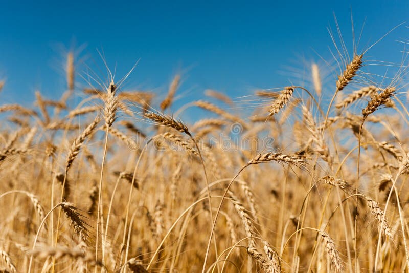 Golden wheat stock image