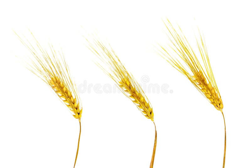 Golden wheat ears isolated on white background