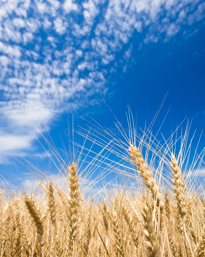 Golden wheat field