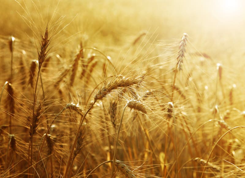 Schönes Bild der Goldenen Weizenfeldern.