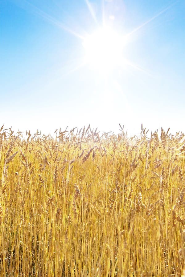 Golden wheat field royalty free stock images