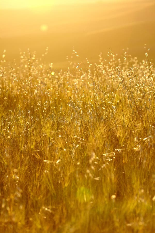 Golden wheat field