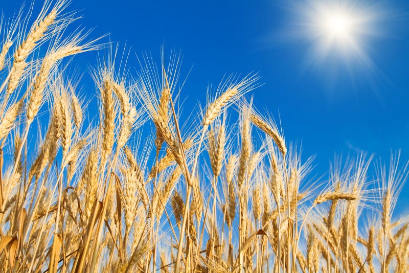 Golden wheat field