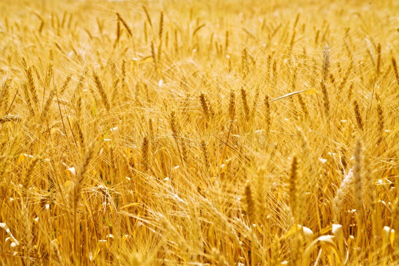 Golden wheat field royalty free stock photo