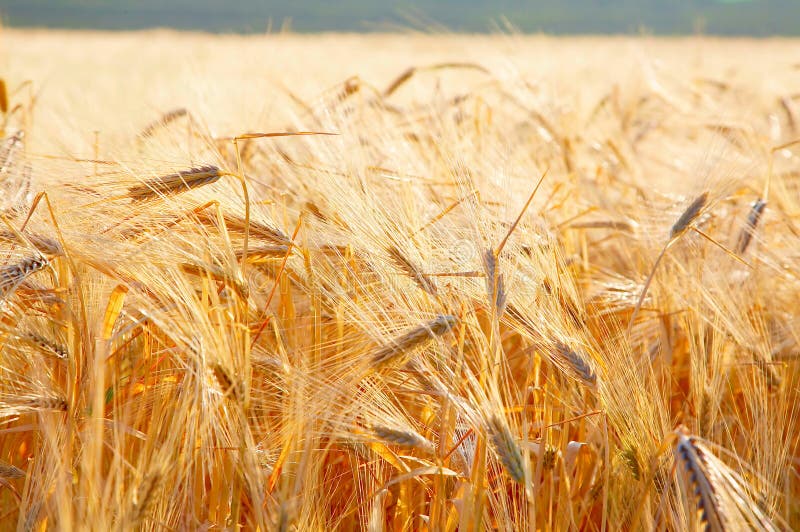 Golden wheat field