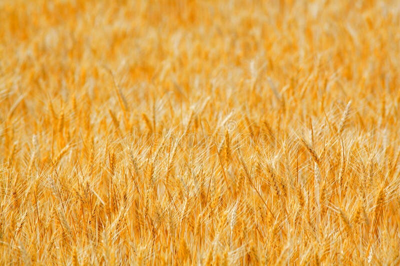 Golden wheat field